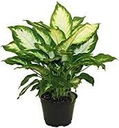 Dieffenbachia (60 cm)