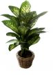 Dieffenbachia (70 cm)