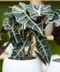 Alocasia 'Polly' (40 cm)