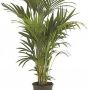Palm Kentia (150 cm)
