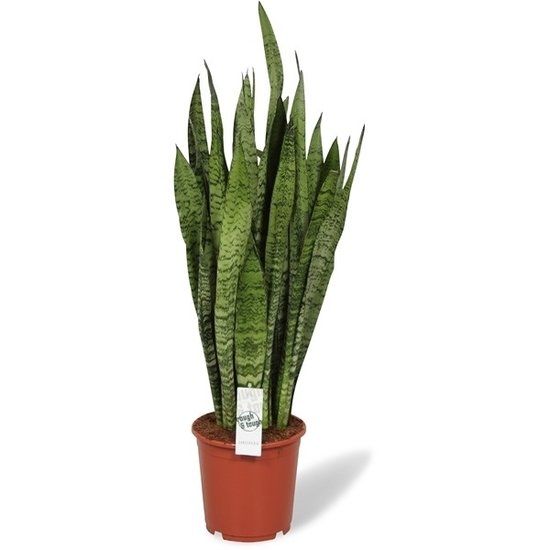 Sanseveria Zeylanica (85 cm)