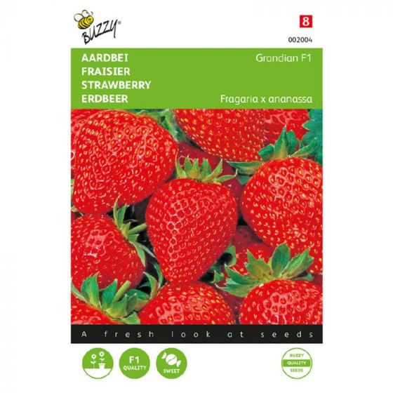 Fragaria grandian f1     