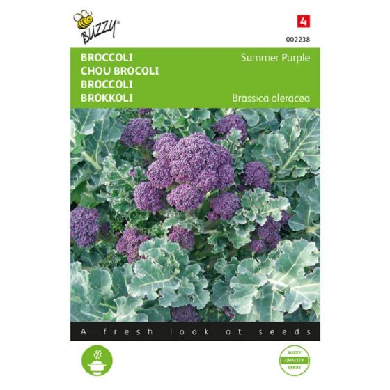 Broccoli summer purple 