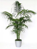 Palm Kentia (80 cm)