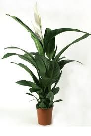 Spathiphyllum (60 cm)