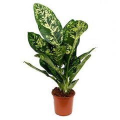 Dieffenbachia (70 cm)