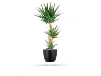Yucca (130 cm)