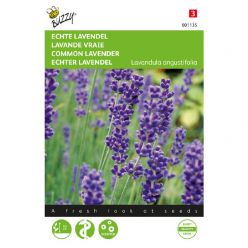Lavendel officinalis