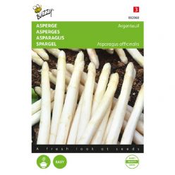 Asperge argenteuil