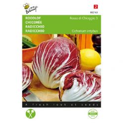 Radicchio rosso di chioggia