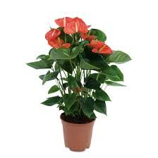 Anthurium (40 cm)