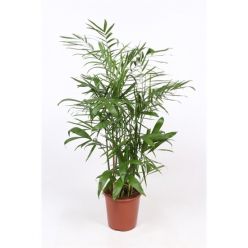 Palmboom - Chamaedorea Elegans (80 cm)