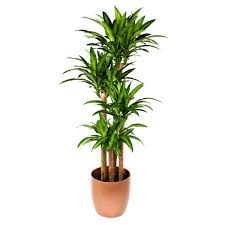 Dracena Fragrans (130 cm)