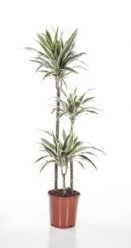 Dracaena White Stripe (130 cm)