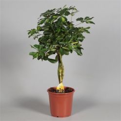 Schefflera Gold Capella (90 cm)