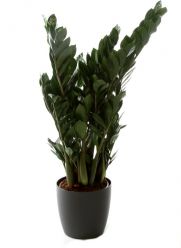 Zamioculcas (80 cm)