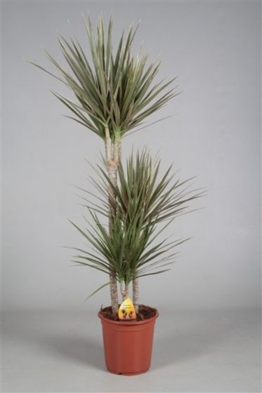 Dracaena Marg. Bicolor (140 cm)