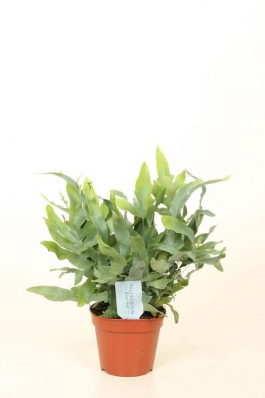 Phlebodium Blue Star (40 cm)