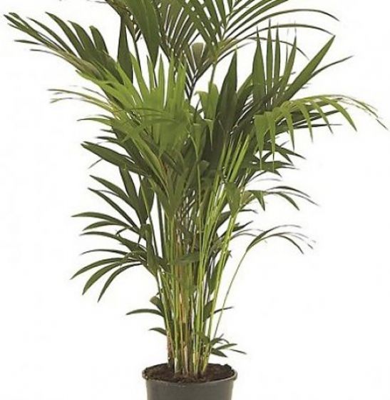 Palm Kentia (150 cm)