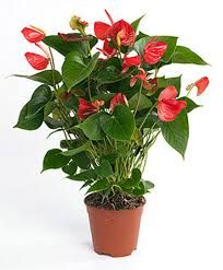 Anthurium (65 cm)