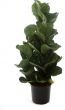 Ficus Lyrata (120 cm)