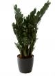 Zamioculcas (90 cm)