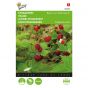 Fragaria baron van solemacher