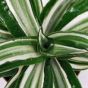 Dracaena White Stripe (130 cm)