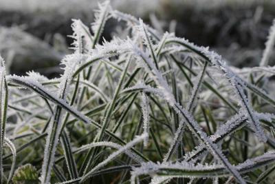 Hoe onderhoud ik mijn tuin in de winter?